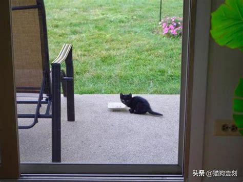 黑貓進家門